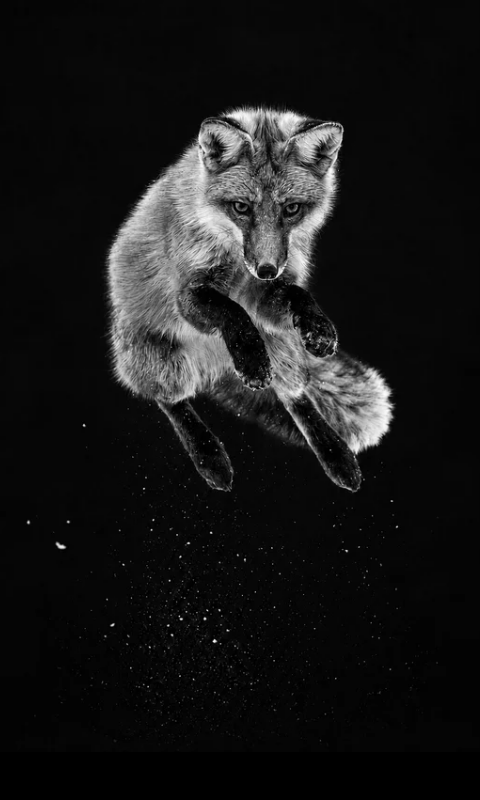 jumping fox