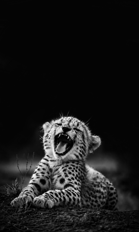 cheetah cub