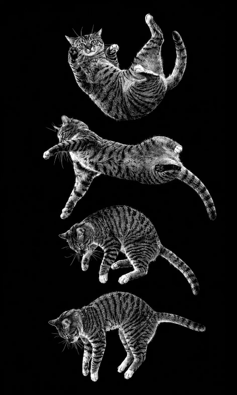 falling cat