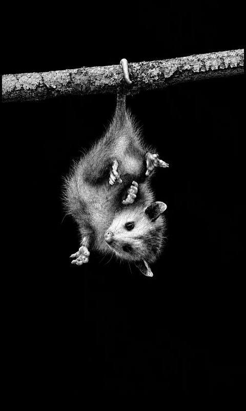 baby opossum