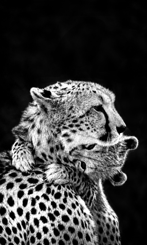 Cheetah