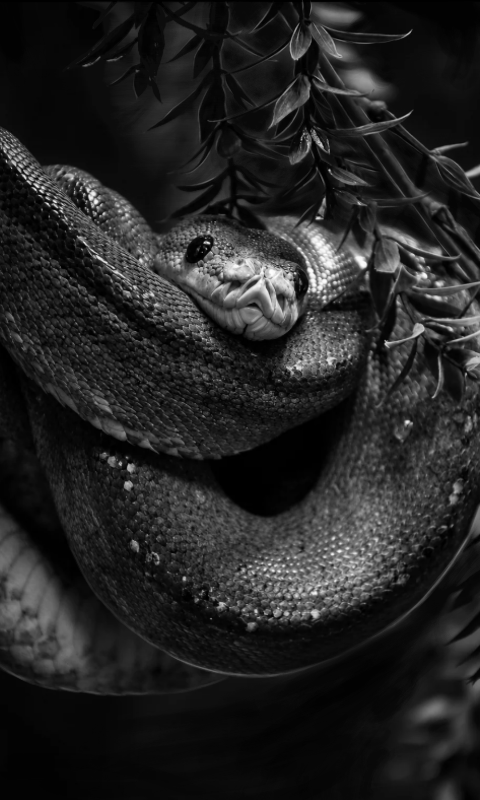 Snake