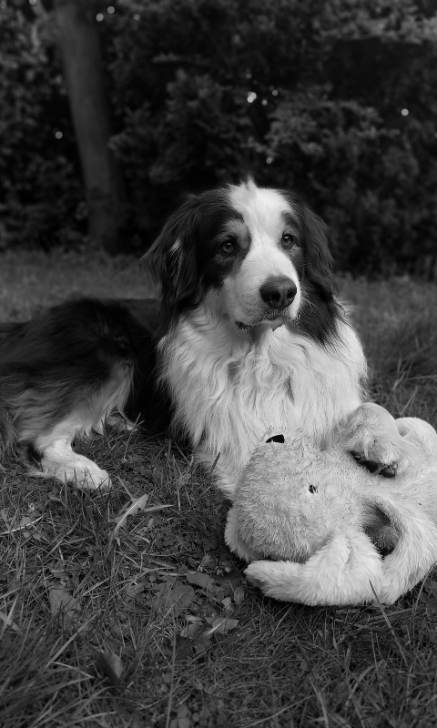 Aussie with plushie