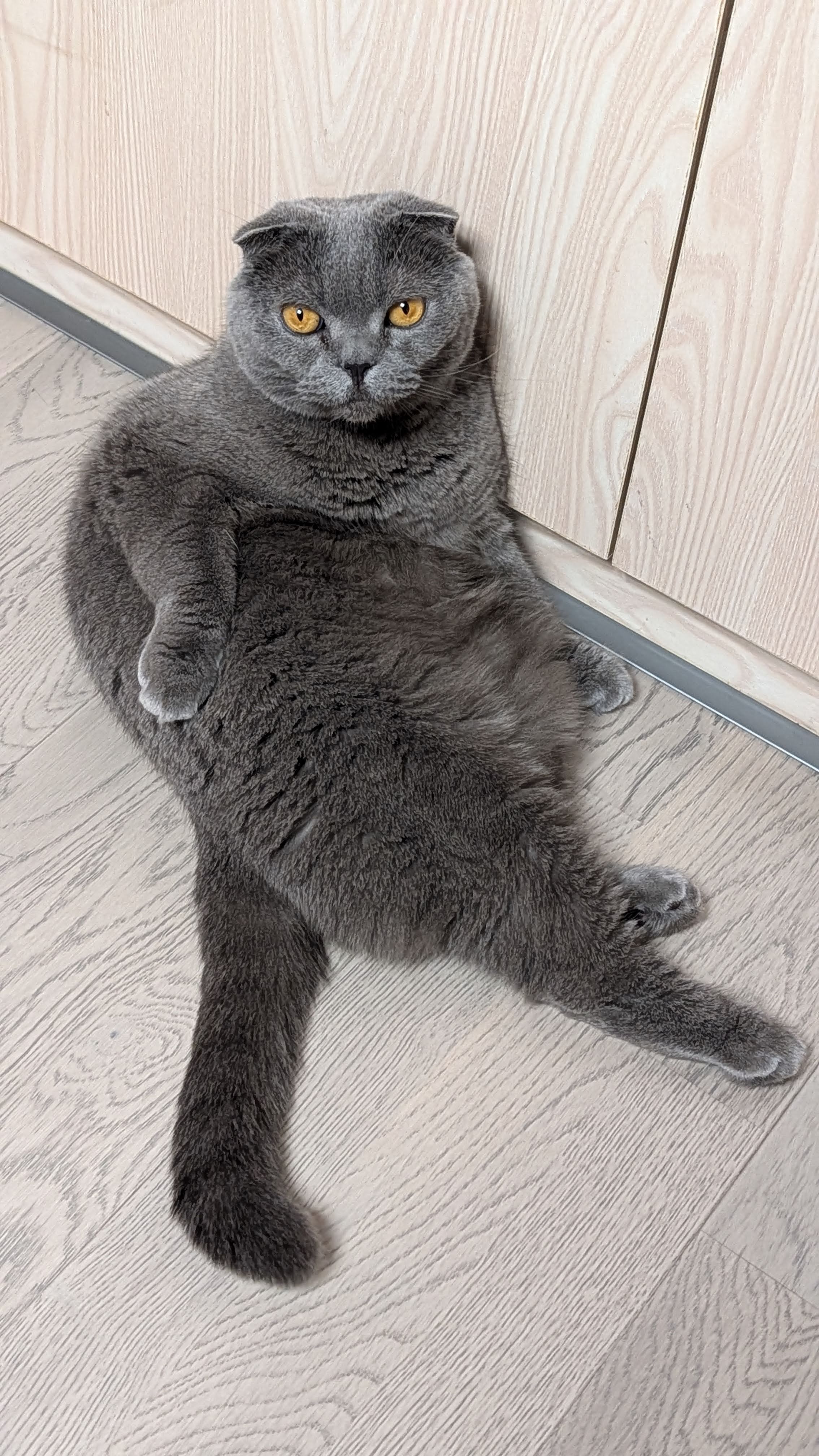 cat-affu