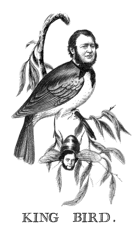 Henry L Stephens King Bird