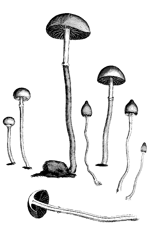 Mushrooms
