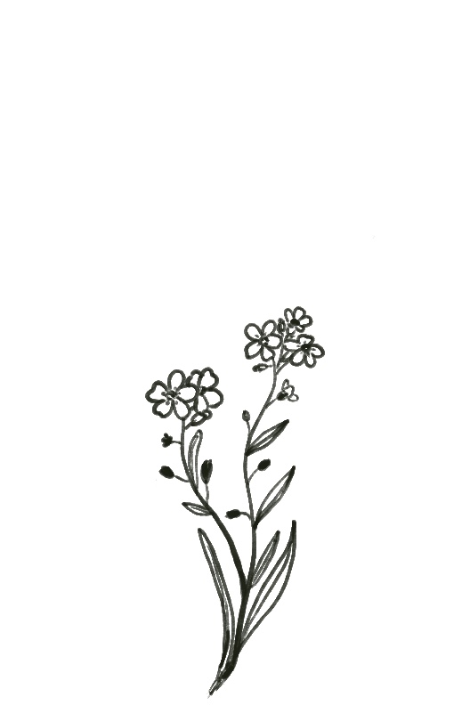 forget-me-not
