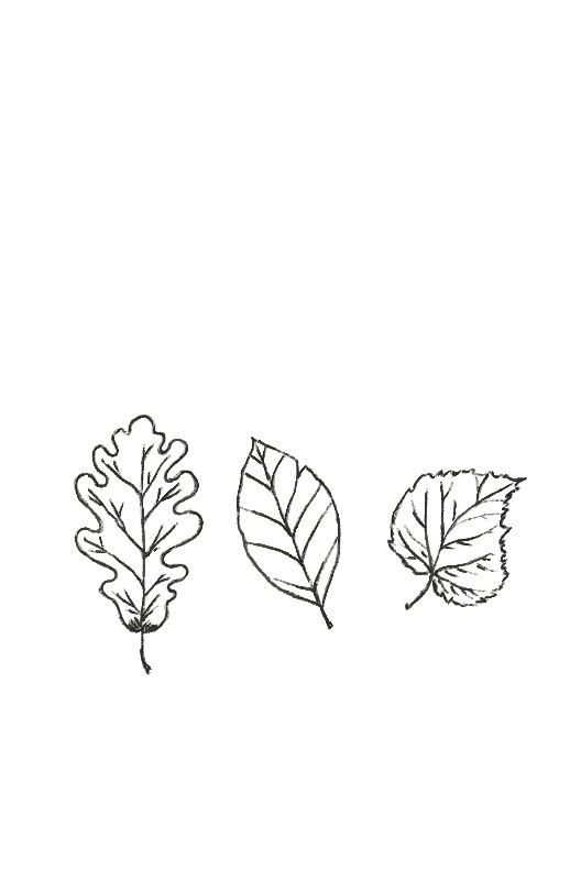 autumn leaves