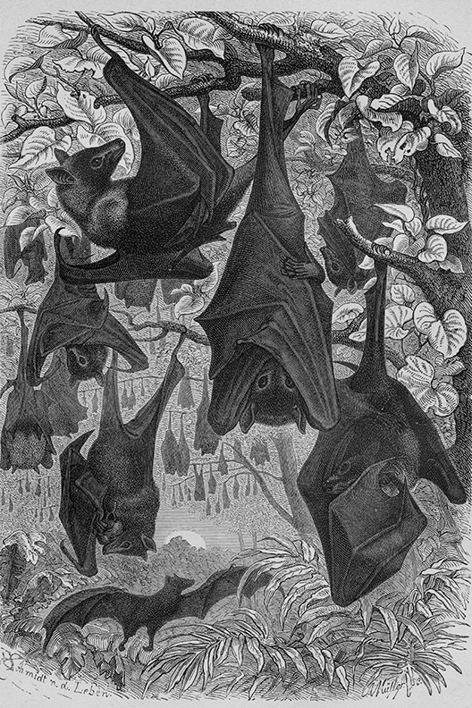 Vintage Fruit Bats