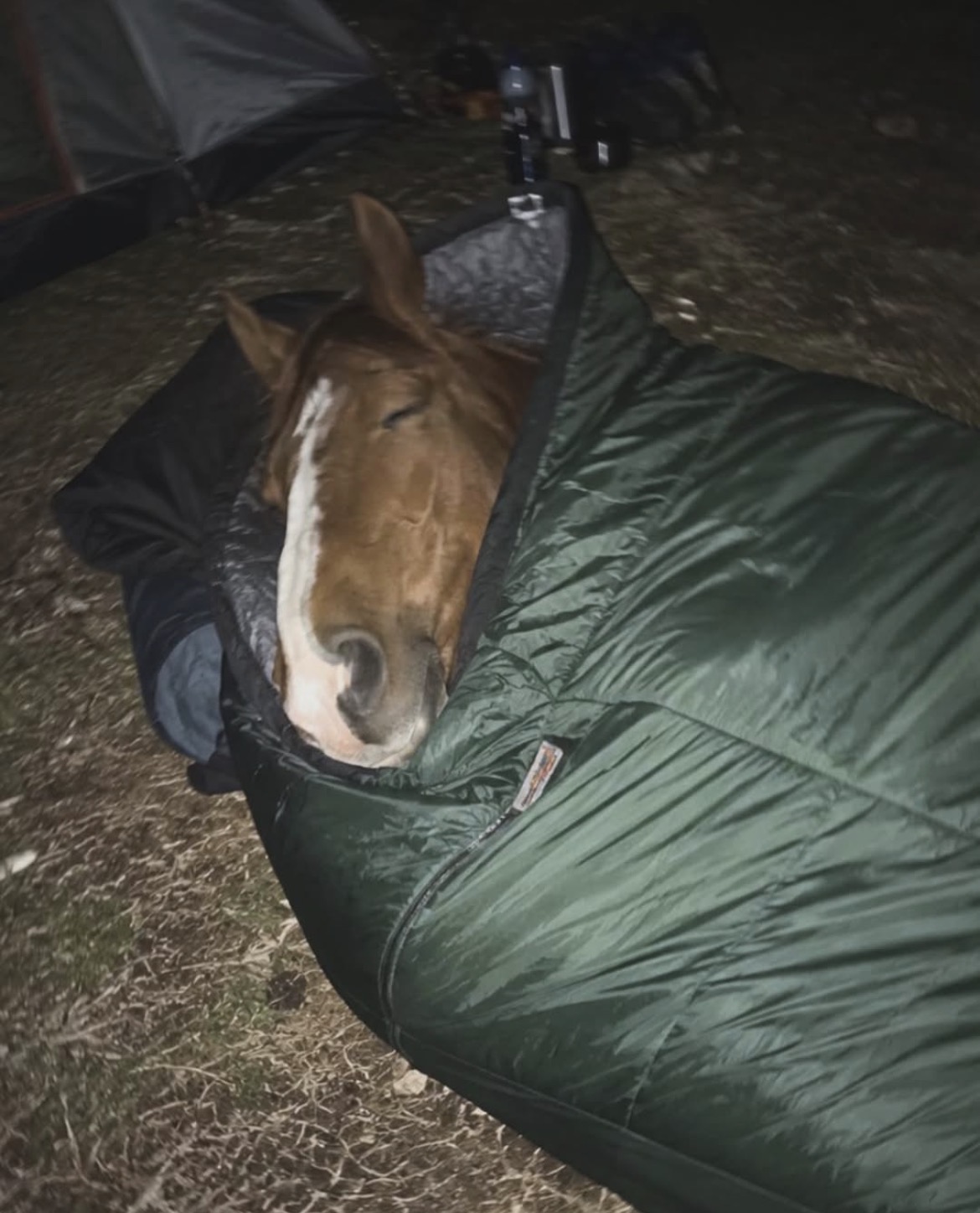 Sleepy horse